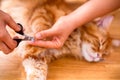 Woman cutting a catÃ¢â¬â¢s claws